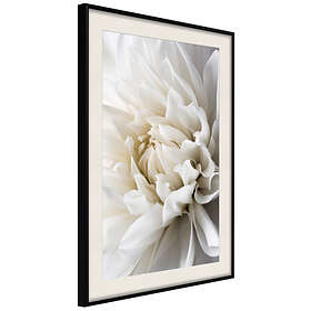 Artgeist Poster Affisch White Dahlia Poster X A Drbprp L Cr