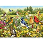 Ravensburger : Birds in the Meadow (500)