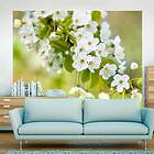 Arkiio Fototapet Vackra Känsliga Körsbär Blommar 300x231