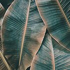 Living Walls Fototapet Design DD118562