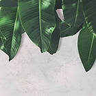 Living Walls Fototapet Design DD118546