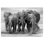 Link Canvas Elephant 70x100 cm 62534