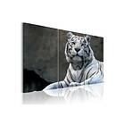 Tavla Tiger 60x40 Artgeist sp. z o. TM-N1399