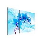 Tavla Orchid Blue 120x80 Artgeist sp. z o. TM-N2978-DKX
