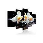 Tavla Orchids With Orange Accent 100x50 sp. z o. TM-N3291