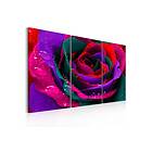 Tavla Rainbow-Färgade Rose 60x40 sp. z o. TM-N2368