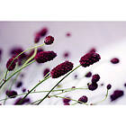 Dimex Tapet Floral Violet Non Woven 375x250 cm MS-5-0141