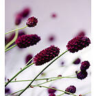 Dimex Tapet Floral Violet Non Woven 225x250 cm MS-3-0141