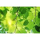 Dimex Tapet Green Leaves 375x250 cm MS-5-0107