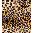 Dimex Tapet Leopard Non Woven 225x250 cm MS-3-0184