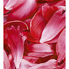 Dimex Tapet Red Petals Non Woven 225x250 cm MS-3-0151