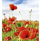 Dimex Tapet Red Poppies Non Woven 225x250 cm MS-3-0090