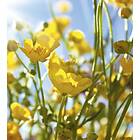 Dimex Tapet Yellow Flowers Non Woven 225x250 cm MS-3-0134
