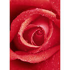 Idealdecor Tapet Rose 368