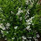 @plant Prydnadsbuske Bruddeutzia 10-pack Deutzia gracilis, co, 20-p 101470-20