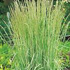 @plant Prydnadsgräs Brokbladigt Tuvrör Overdam Calamagrostis x acutiflora 'Overdam', 2L, 10-pack GTG30235-10