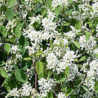 @plant Planta Bärhäggmispel 20-40 cm Amelanchier alnifolia, co, 20-p 101127-20