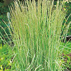 @plant Prydnadsgräs Brokbladigt Tuvrör Overdam Calamagrostis x acutiflora 'Overdam', 2L, 2-pack GTG30235-2