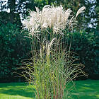 @plant Prydnadsgräs Glansmiskantus Japanskt Gräs Silberfeder Miscanthus sinensis 'Silberfeder', 2L, 10-pack GTG30249-10