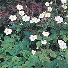 @plant Planta Höstanemon Honorine Jobert Anemone x hybrida 'Honorine Jobert', 2L, 2-pack GTG30218-2