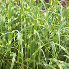 @plant Planta Glansmiskantus Little Zebra Miscanthus sinensis 'Little Zebra', 2L, 10-pack GTG30274-10