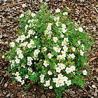 @plant Planta Vit Ölandstok 10-30 cm, Krukodlade 10st Dasiphora 'Abbotswood', co, 100-p 101151-100