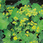 @plant Marktäckare Jättedaggkåpa Alchemilla mollis, 2L, 2-pack GTG30217-2