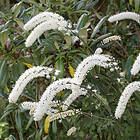 @plant Planta Höstsilverax Brunette Actaea simplex 'Brunette', 2L, 10-pack GTG30213-10