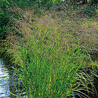 @plant Planta Jungfruhirs Squaw Panicum virgatum 'Squaw', 2L, 2-pack GTG30282-2