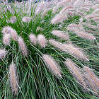@plant Planta Lampborstgräs Hameln Pennisetum alopecuroides 'Hameln', 2L, 10-pack GTG30284-10