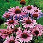 @plant Planta Röd Solhatt Rudbeckia Magnus Echinacea purpurea 'Magnus', 2L, 2-pack GTG30223-2