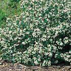@plant Planta Svartaronia Aronia mel Hugin 20-40 cm, 10 st melanocarpa 'Hugin', co, 100-p 101130-100