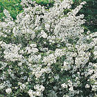 @plant Planta Bukettapel 10 st Malus toringo var. Sargentii, co, 100-p 101148-100