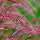 @plant Planta Fjäderborstgräs Fireworks Pennisetum advena 'Fireworks', 2L, 4-pack GTG30283-4