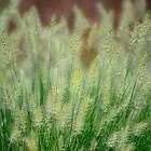 @plant Planta Lampborstgräs Little Bunny Pennisetum alopecuroides 'Little Bunny', 2L, 4-pack GTG30285-4