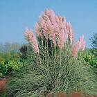 @plant Planta Pampasgräs Rosea Cortaderia selloana 'Rosea', 2L, 10-pack GTG30265-10