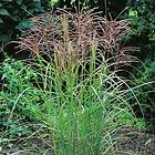 @plant Prydnadsgräs Glansmiskantus Japanskt Gräs Ferner Osten Miscanthus sinensis 'Ferner Osten', 2L, 10-pack GTG30243-10