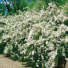 @plant Planta Bukettspirea 30-50cm, Krukodlade 10st Spiraea x vanhouttei, co, 100-p 101163-100