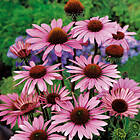 @plant Planta Röd Solhatt Rudbeckia Magnus Echinacea purpurea 'Magnus', 2L, 10-pack GTG30223-10