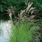 @plant Prydnadsgräs Glansmiskantus Japanskt Gräs Kleine Silberspinne Miscanthus sinensis 'Kleine Silberspinne', 2L, 2-pack GTG30246-2