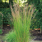 @plant Prydnadsgräs Tuvrör Karl Foerster Calamagrostis x acutiflora 'Karl Foerster', 2L, 4-pack GTG30234-4