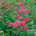 @plant Planta Rosenspirea 20-30cm, Krukodlade 10st Spiraea japonica 'Sapho', co, 20-p 101162-20