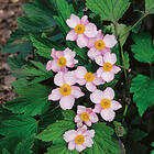 @plant Planta Höstanemon Robustissima Anemone tomentosa 'Robustissima', 2L, 2-pack GTG30219-2