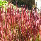@plant Planta Japanskt blodgräs Imperata cylindrica 'Red Baron', 2L, 2-pack GTG30269-2