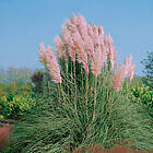 @plant Planta Pampasgräs Rosea Cortaderia selloana 'Rosea', 2L, 2-pack GTG30265-2