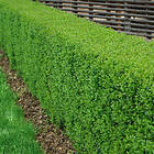 @plant Planta Liguster 30-50cm, Krukodlade 10st Ligustrum vulgare, co, 100-p 101146-100