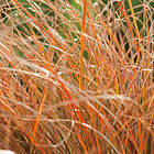 @plant Planta Brandstarr Prairie Fire Carex testacea 'Prairie Fire', 2L, 10-pack GTG30263-10