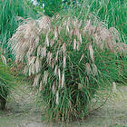 @plant Prydnadsgräs Glansmiskantus Japanskt Gräs Kleine Fontäne Miscanthus sinensis 'Kleine Fontäne', 2L, 4-pack GTG30245-4