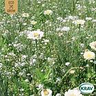 White Eco Grow Fröpåse Bukettmix Mix 10001401