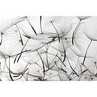Dandelion Dimex Tapet Seeds Non Woven 375x250 cm MS-5-0122